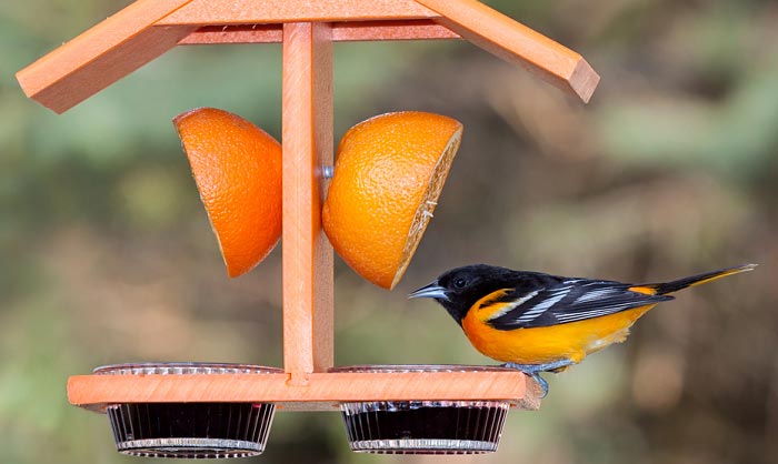 best-oriole-feeder-with-bee-guard