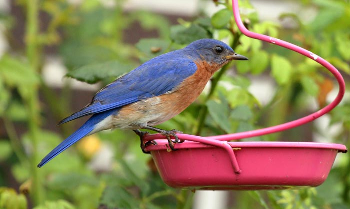 download feeding bluebirds mealworms