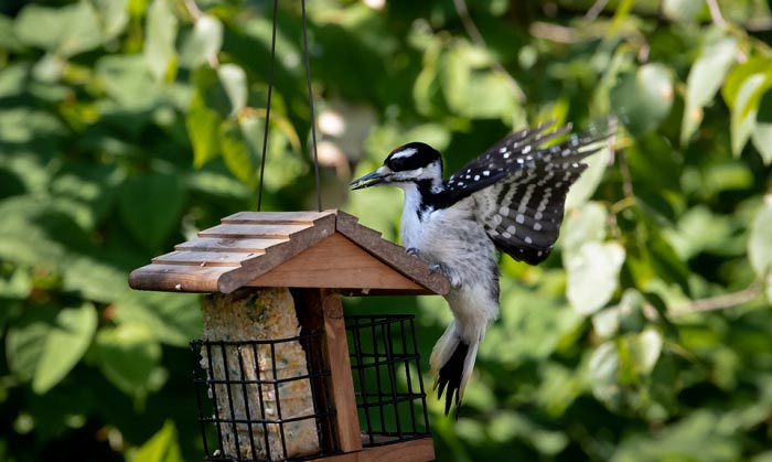 squirrel-proof-woodpecker-feeder