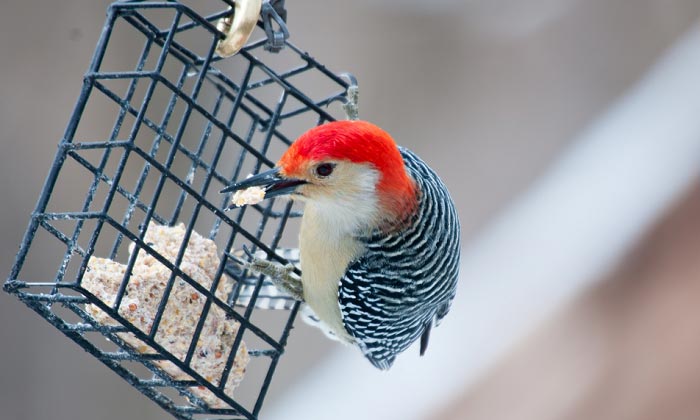 woodpecker-suet-feeder