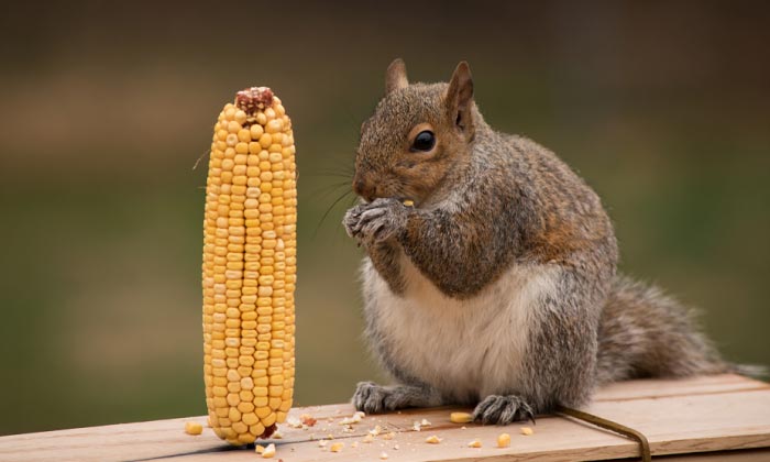 funny-squirrel-feeders