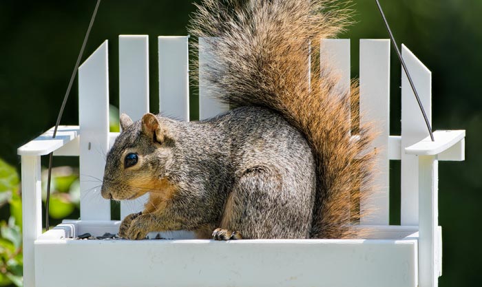 hanging-squirrel-feeder