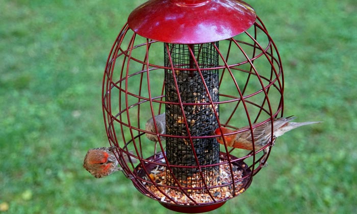 spinning squirrel proof bird feeders