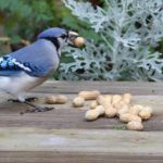 best bird feeder for blue jays
