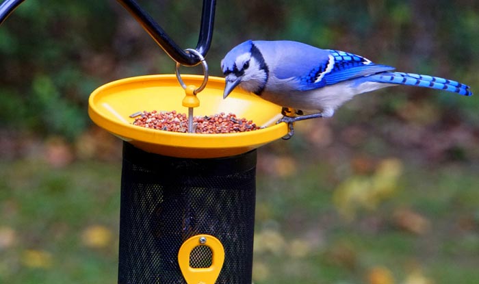 best-feeders-for-blue-jays