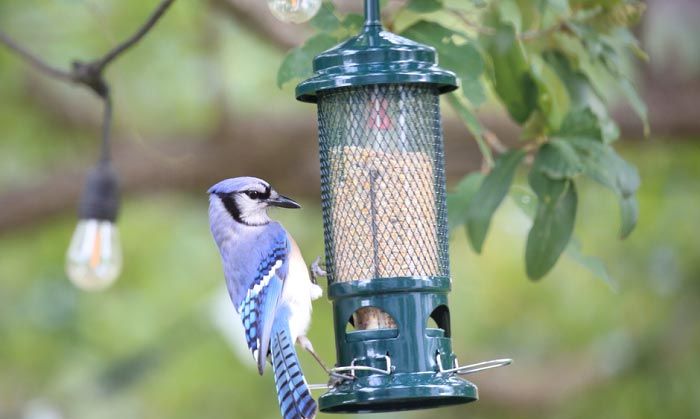 bird-feeders-for-cardinals-and-bluejays