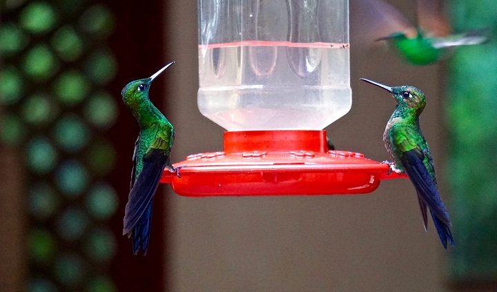Best-Hummingbird-Feeder