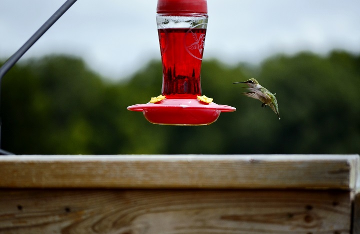 Hummingbird-Feeder