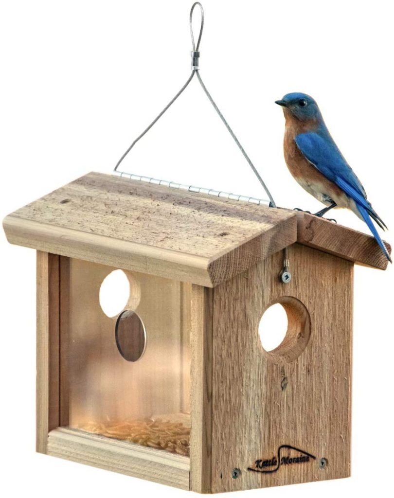 build your own bluebird feeder