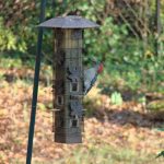 where to hang bird feeder