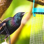 how to get rid of starlings