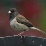 platform bird feeder