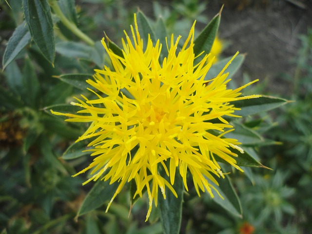 safflower seeds