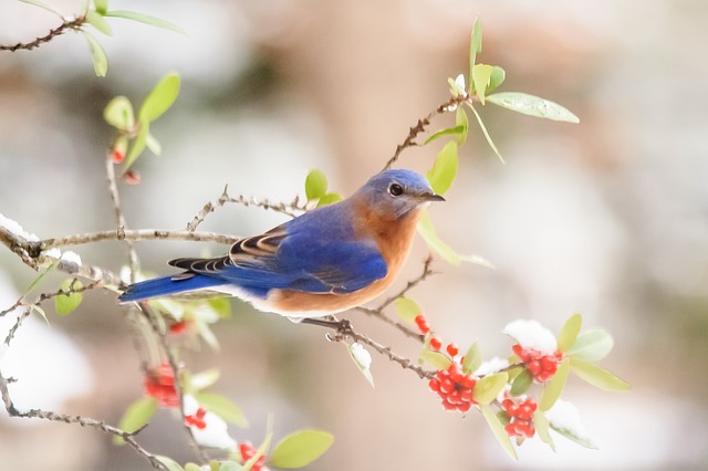 how to attract bluebirds
