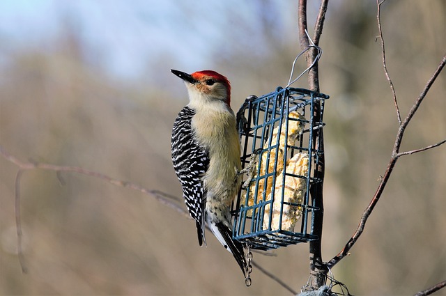 types of woodpeckers