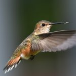 female hummingbird