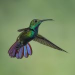 Green-Breasted Mango Hummingbird