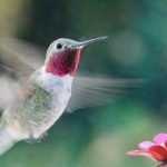 hummingbirds in florida