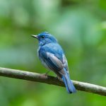 blue colored birds