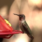 first nature hummingbird feeder