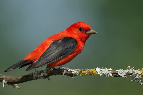 Popular Red Birds in Michigan