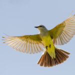 Popular Yellow Birds in Idaho