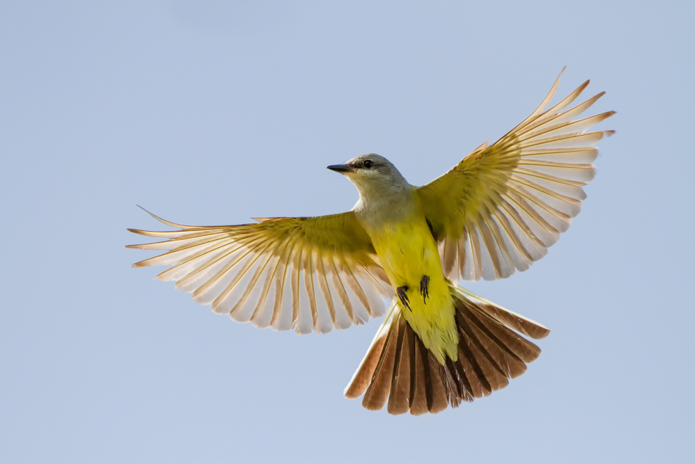 Popular Yellow Birds in Idaho