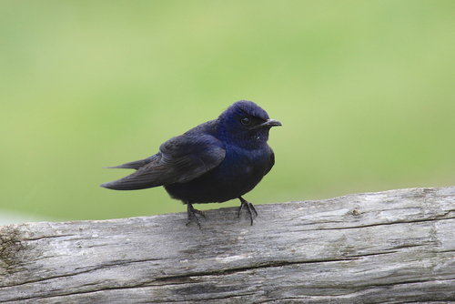 Popular Blue Birds in Michigan