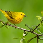 Yellow and Black Birds in North Carolina