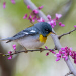 Small Yellow Birds in Georgia
