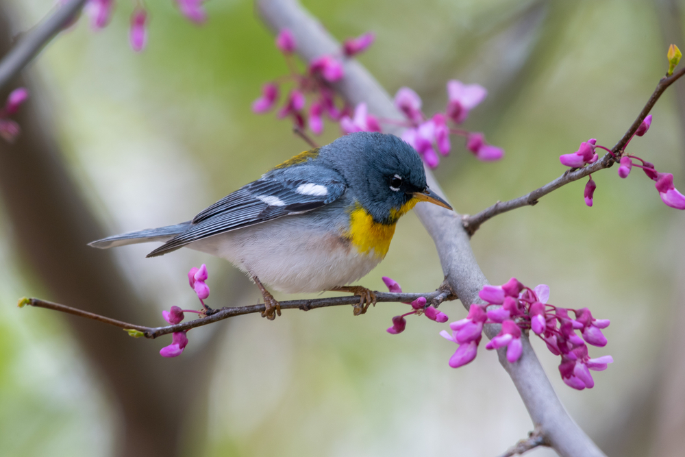 Small Yellow Birds in Georgia