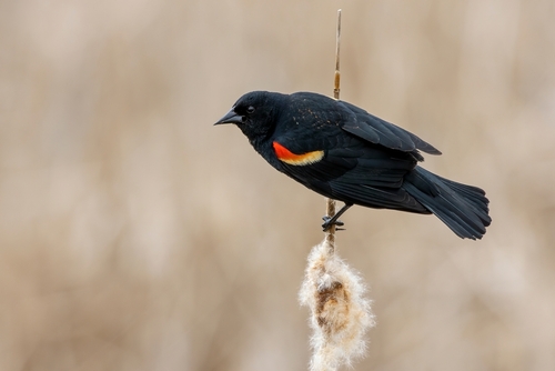 Popular Black Birds in Michigan