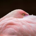 Pink Birds in Florida