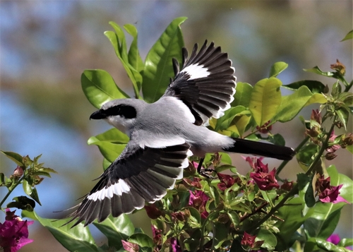 Black and White Birds in Utah