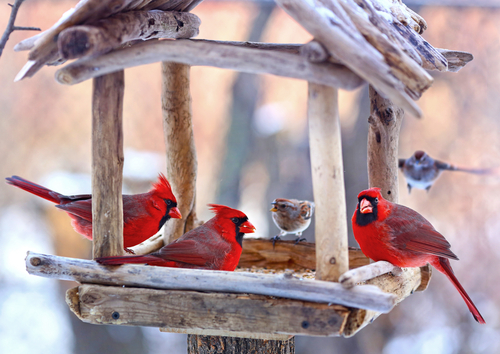 The Best Bird Feeders for Cardinals